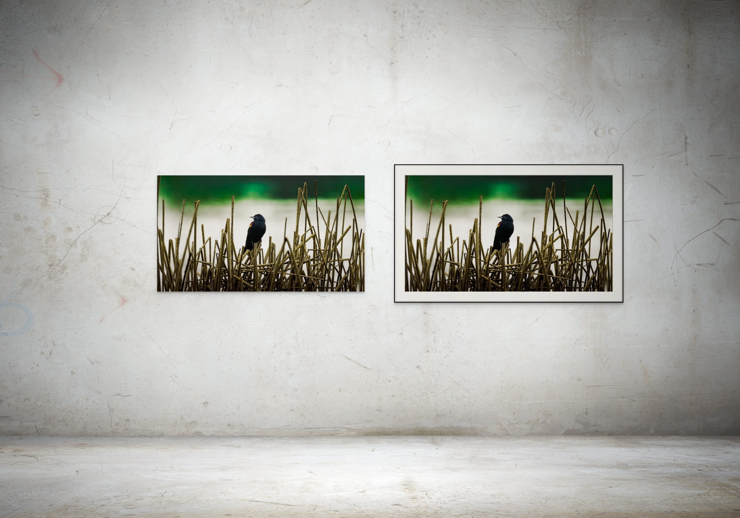 comparison of acrylic glass and fine art paper, showcasing two blackbird photos side by side on a wall.