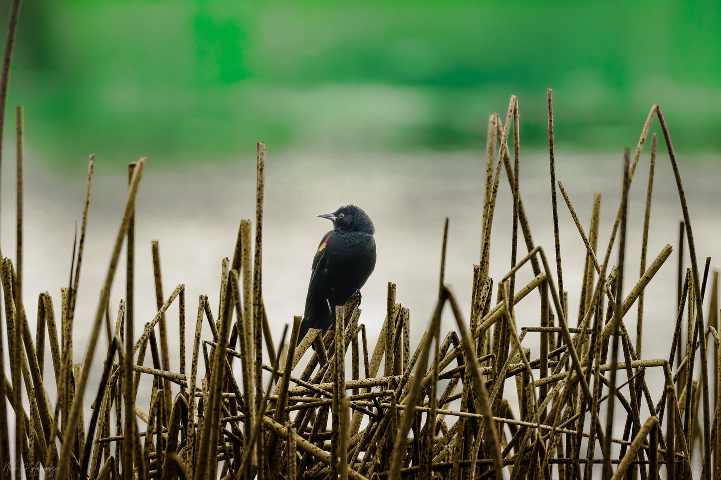 blackbird on cattails with beautiful green background of wetland.