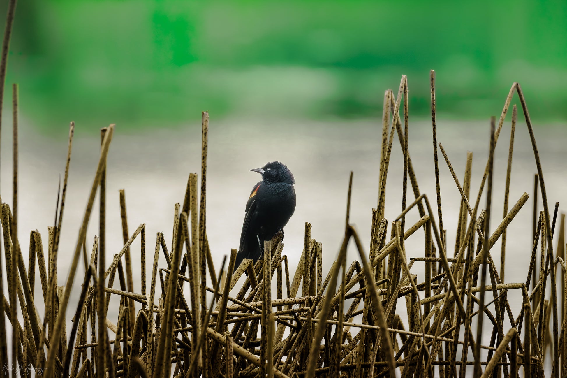 blackbird on cattails with beautiful green background of wetland.