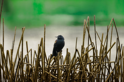 blackbird on cattails with beautiful green background of wetland.