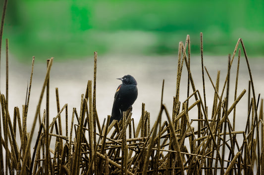 blackbird on cattails with beautiful green background of wetland.