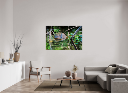 150 x 100 cm, Photo Print Under Acrylic Glass 4 mm, Glossy Untitled (Painted Turtle) | Acrylic Glass Fine Art Print