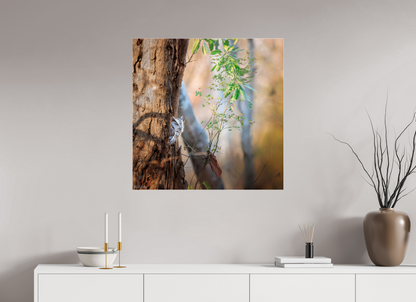 80 x 80 cm, Photo Print Under Acrylic Glass 4 mm, Glossy Pacific Screech | Acrylic Glass Fine Art Print