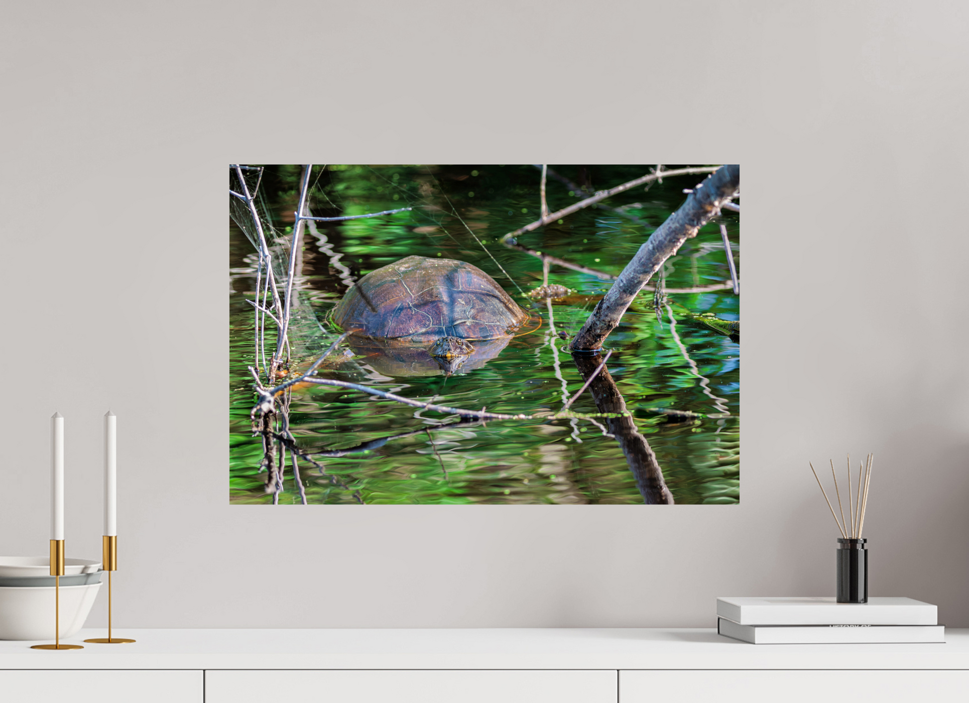 60 x 40 cm, Photo Print on Fuji Crystal DP II, Glossy UNTITLED (PAINTED TURTLE)