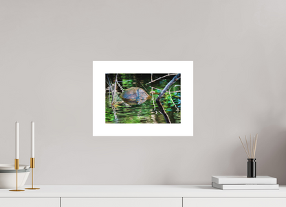 30 x 20 cm, Fine Art Paper (Hahnemühle Photo Rag 308) Untitled (Painted Turtle) | Acrylic Glass Fine Art Print