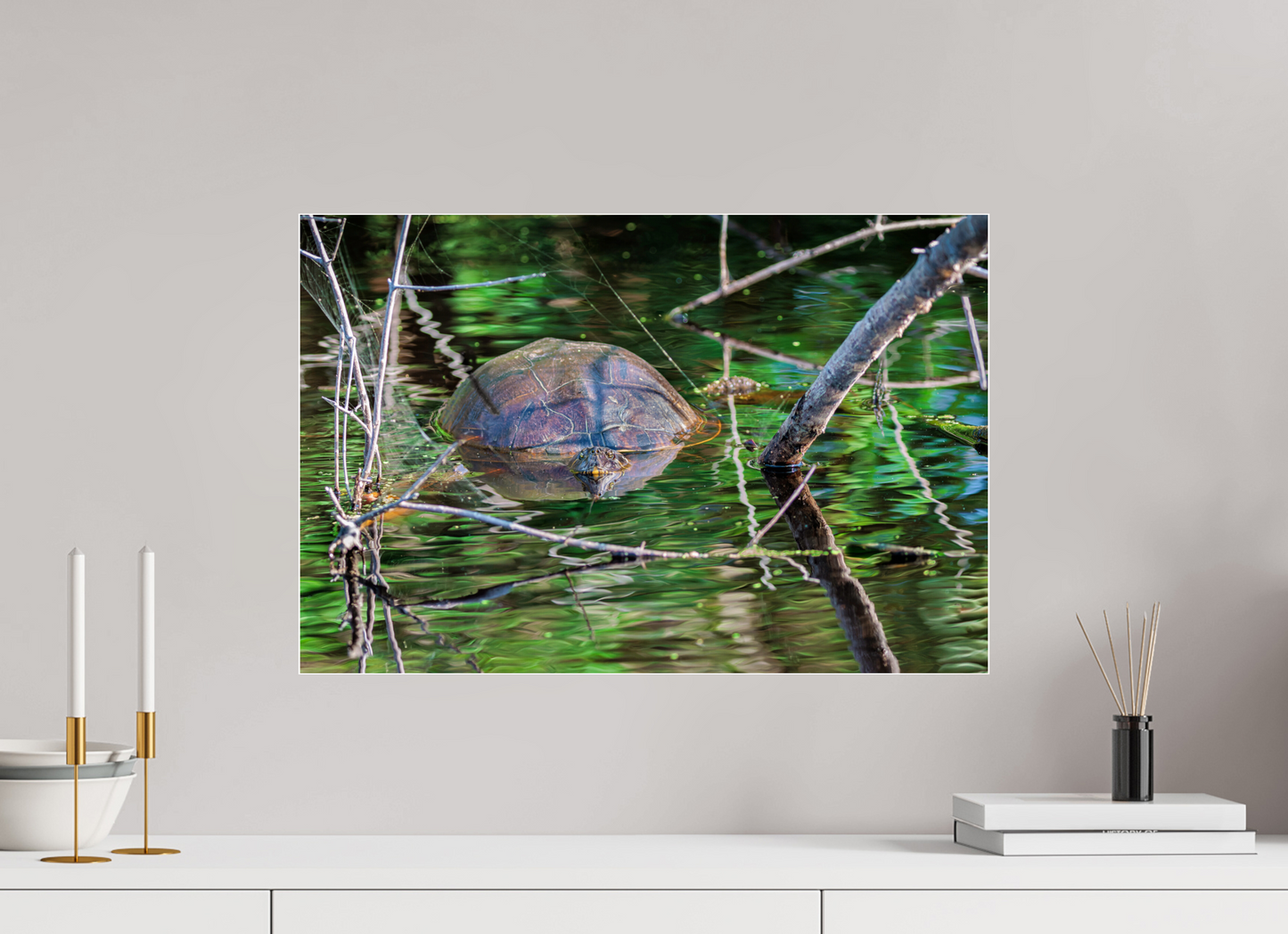 60 x 40 cm, Photo Print Under 4 mm Acrylic Glass, Glossy UNTITLED (PAINTED TURTLE)