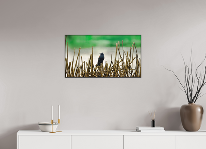 80 x 45 cm, Photo Print Under Acrylic Glass 2mm, Matte, Aluminum ArtBox, 25mm (Black) Blackbird | Acrylic Glass Fine Art Print