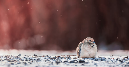 Dove on snowy ground with blurring background