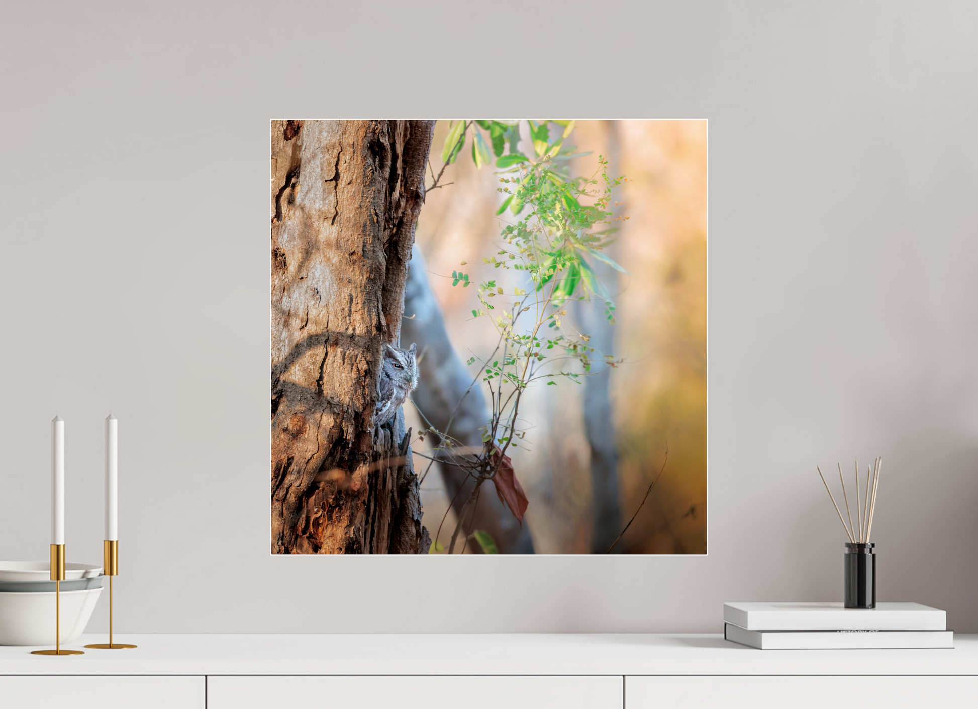 50 x 50 cm, Photo Print Under 4 mm Acrylic Glass, Glossy Pacific Screech
