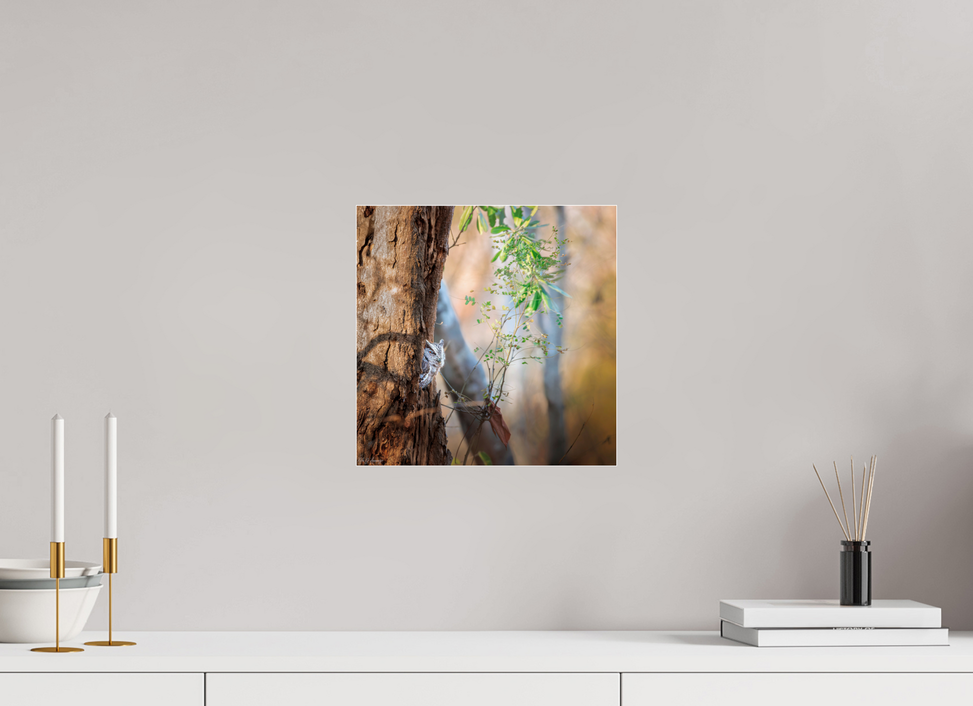30 x 30 cm, Photo Print Under Acrylic Glass 4 mm, Glossy Pacific Screech | Acrylic Glass Fine Art Print