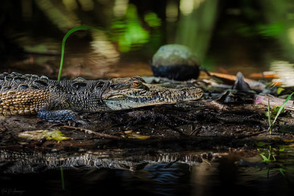 Crocodile near water with a blurred natural background and reflection in the water