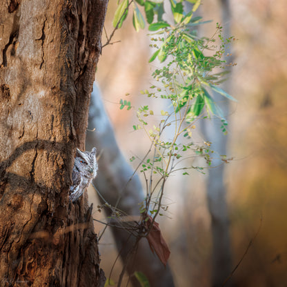 Pacific screech Owl perched on a tree trunk in a forest setting