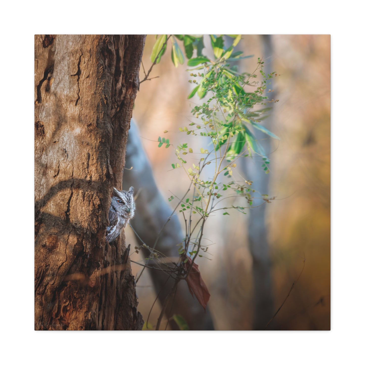 Pacific screech owl wildlife photography canvas print by WildLenz