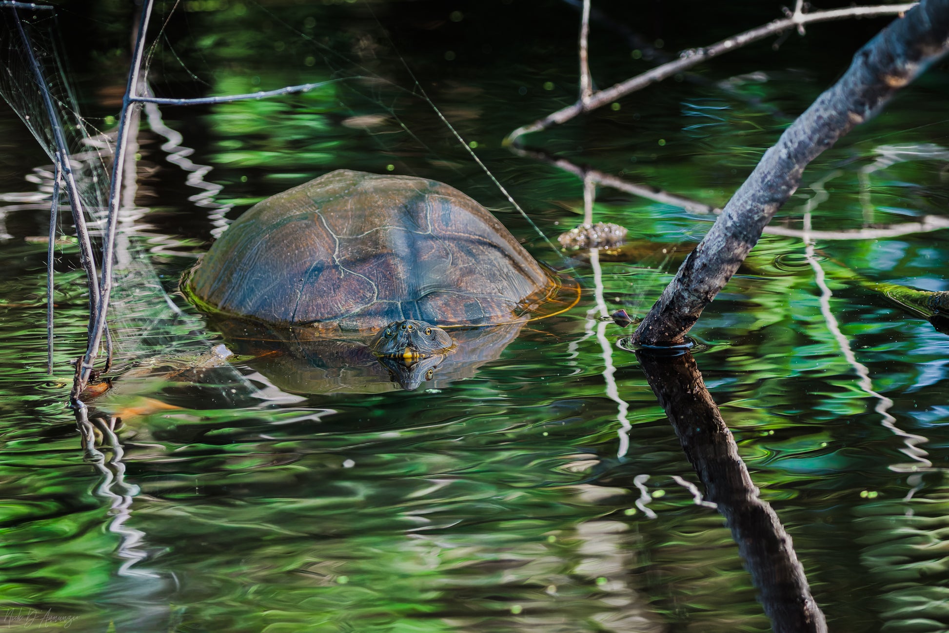 painted turtle swimming in luminous green water in a oaxaca swamp