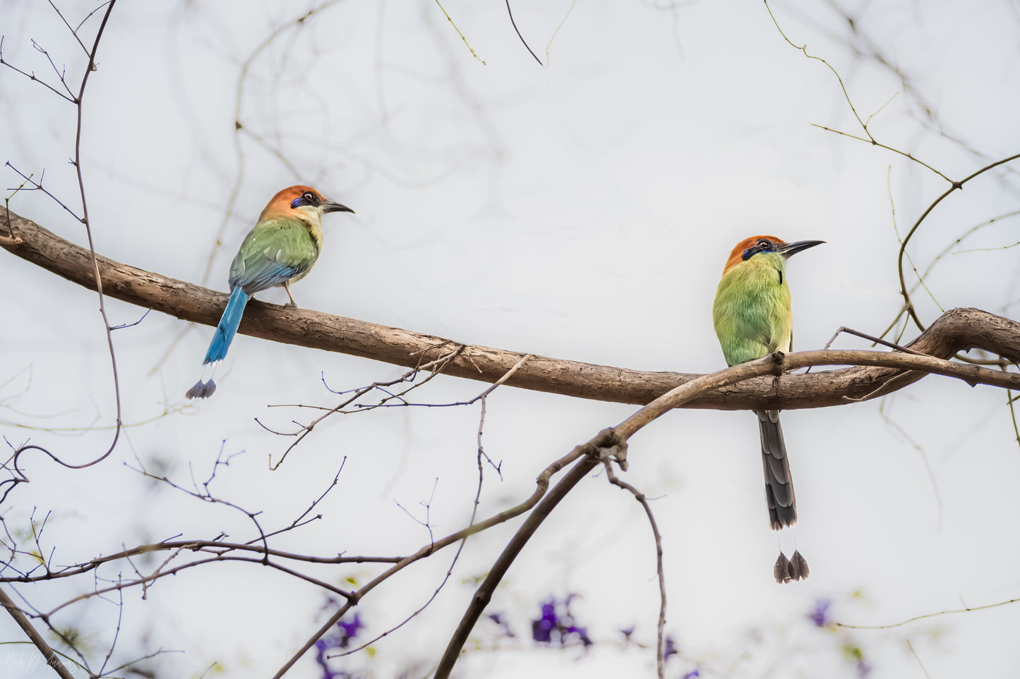 Two russet crowned motmots perched on a branch against a light background