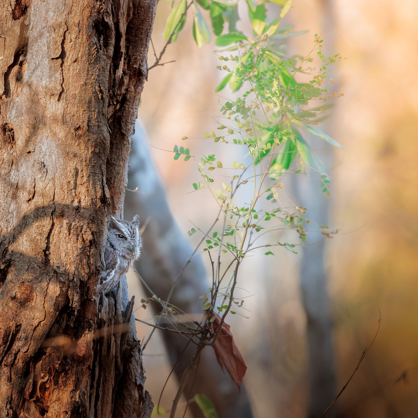 Main image Pacific Screech