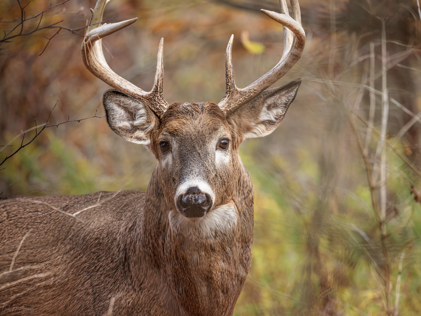 Woodland Deer with large antlers in a forest setting