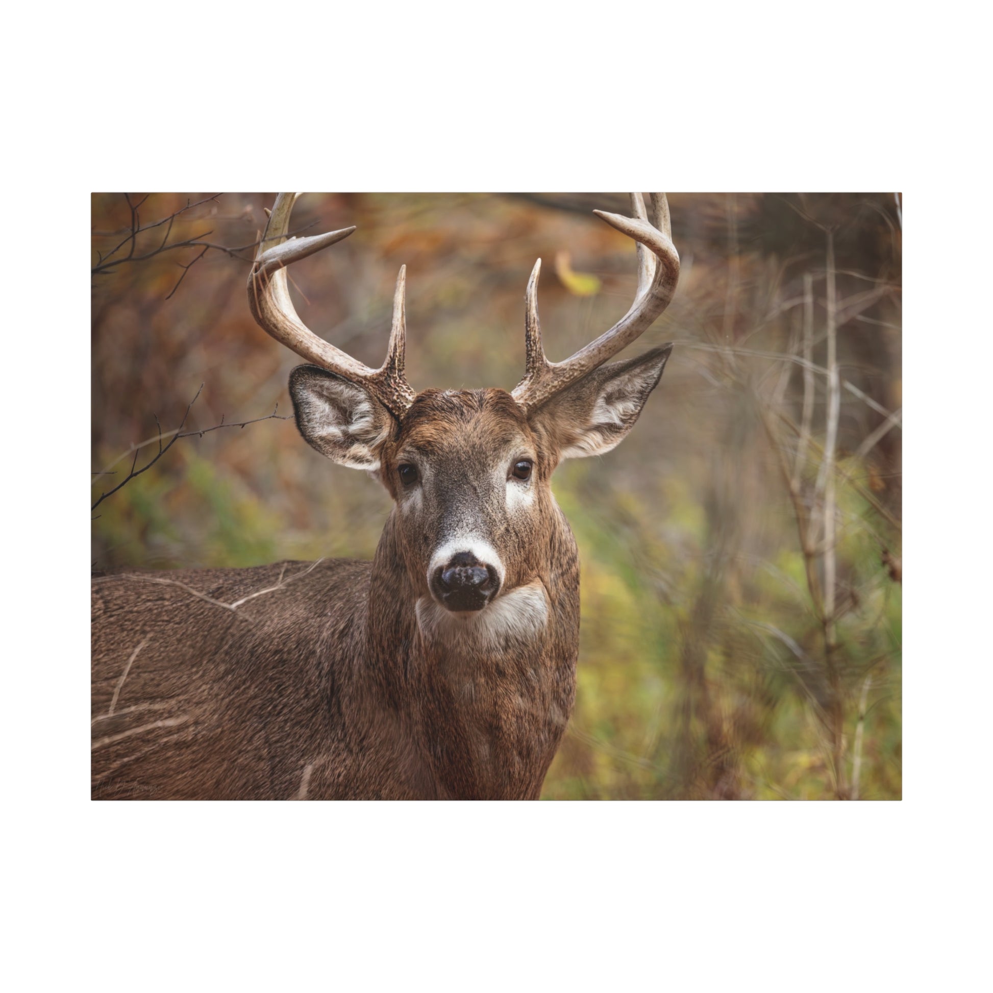 Woodland buck deer wildlife photography canvas print by WildLenz