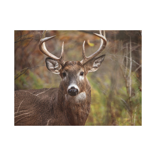 Woodland buck deer wildlife photography canvas print by WildLenz